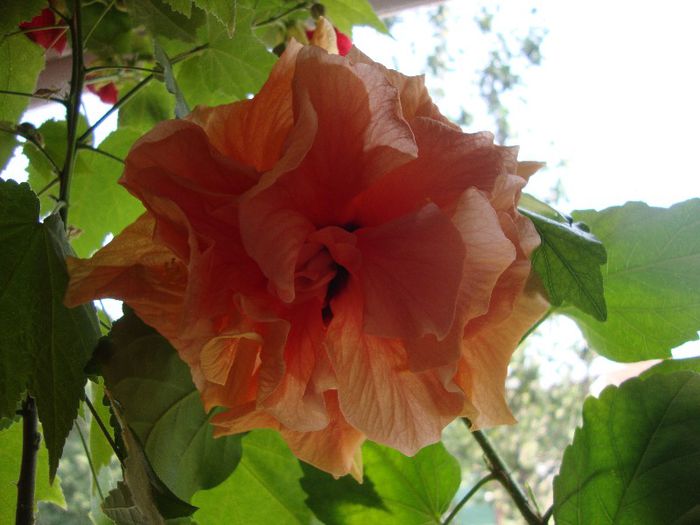  - hibiscusi