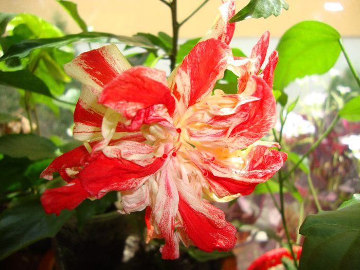  - hibiscusi