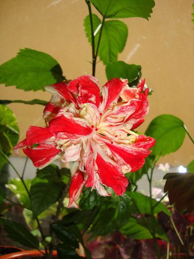  - hibiscusi