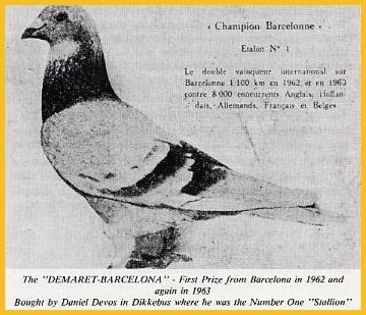 demaert; Damaret A  " 'Barcelona' 2106367/58-Cel mai bun porumbel care a zburat vreodata in Barcelona". De doua ori castigator la International Barcelona! In anii 1962 si 1963.
Alaska ( numele aceste crescator
