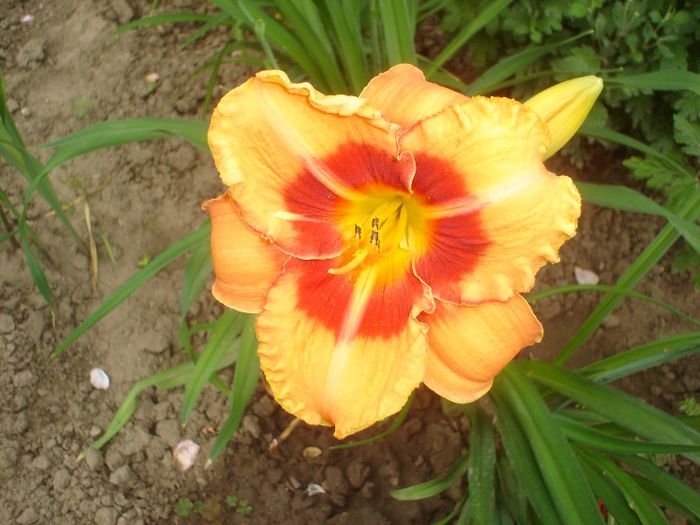 Tigger - Hemerocallis  2013