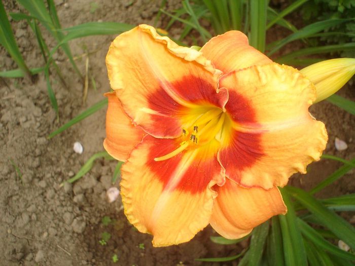 Tigger - Hemerocallis  2013