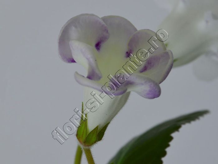 Gloxinia Sweet cream - GLOXINIA _ SINNINGIA