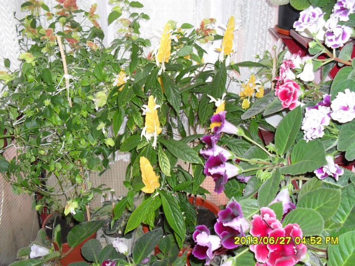 Gloxinii-27 06 2013 007