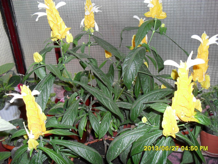 Pakistakis-27 06 2013 005