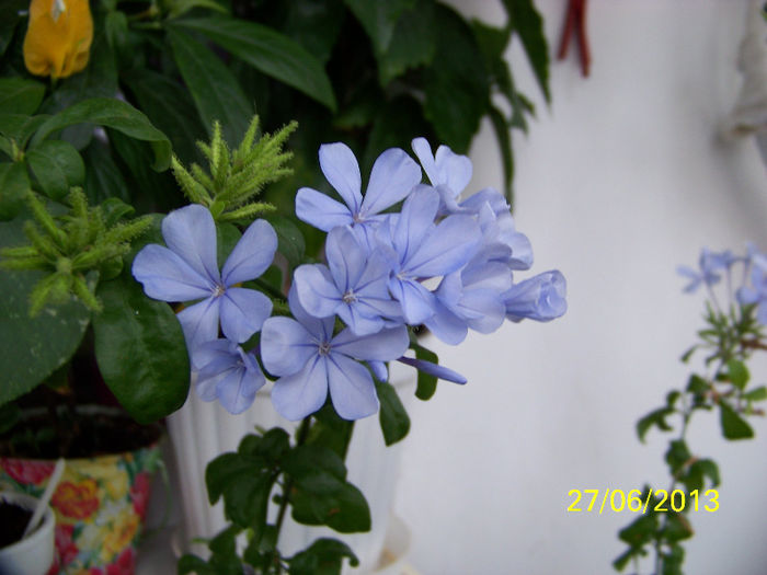 451_0074 - plumbago 2013