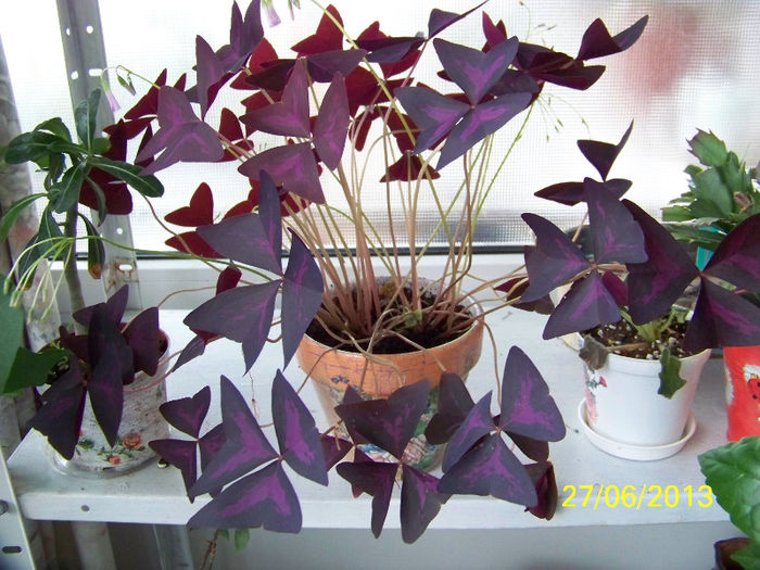 451_0076 - oxalis