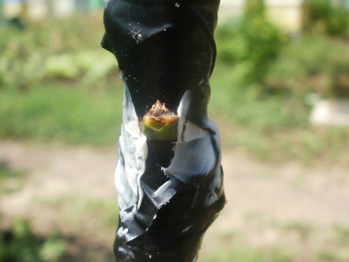 altoire simplificata