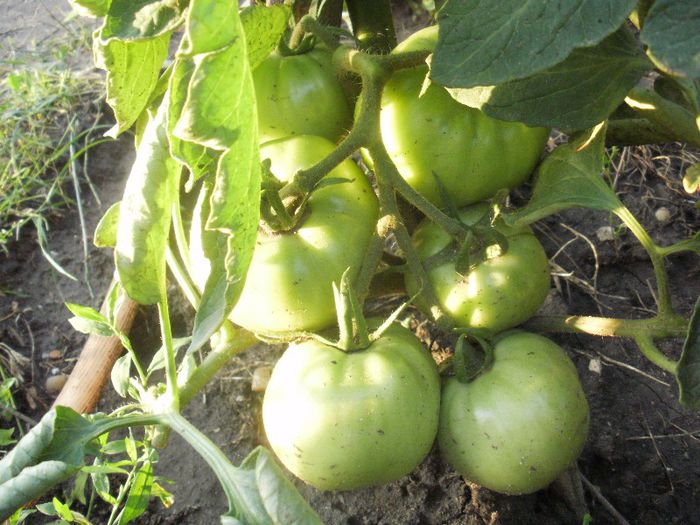 soi romanesc dezamageste la coacere