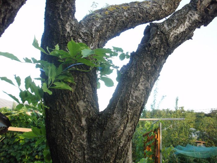 Glicin pe schelet de pom uscat