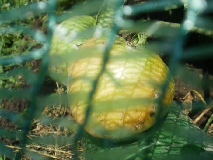 Galbena putin incrucisata,va ajunge roz