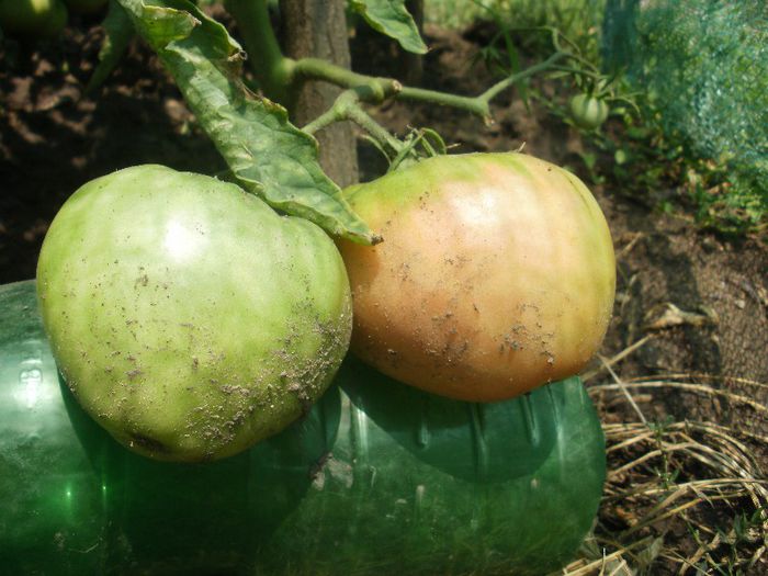 Galbene mari,incrucisate,ajunse roze