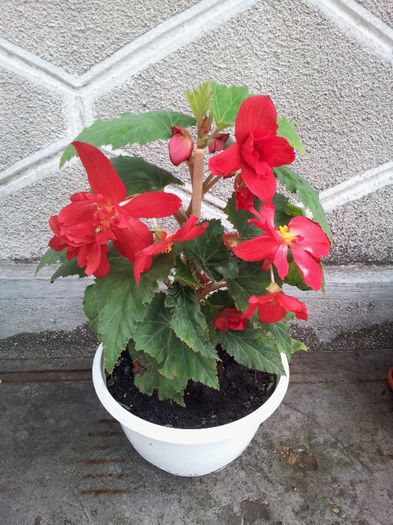 Begonia Pendula