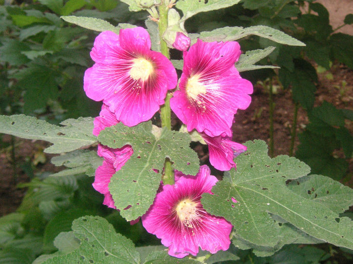 SANY0037