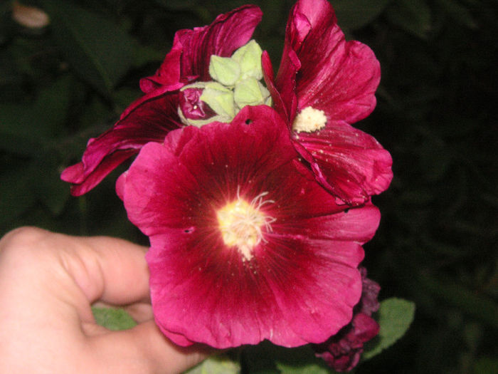SANY0011