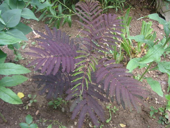 SANY0013