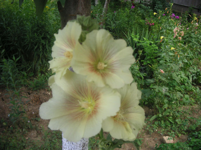 SANY0027