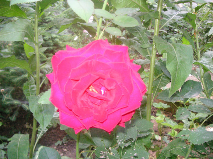 SANY0035