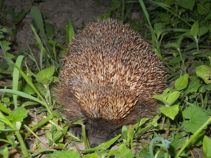 031 - zi de vara la tzara