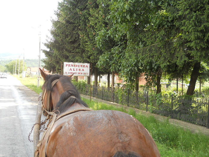 041 - zi de vara la tzara