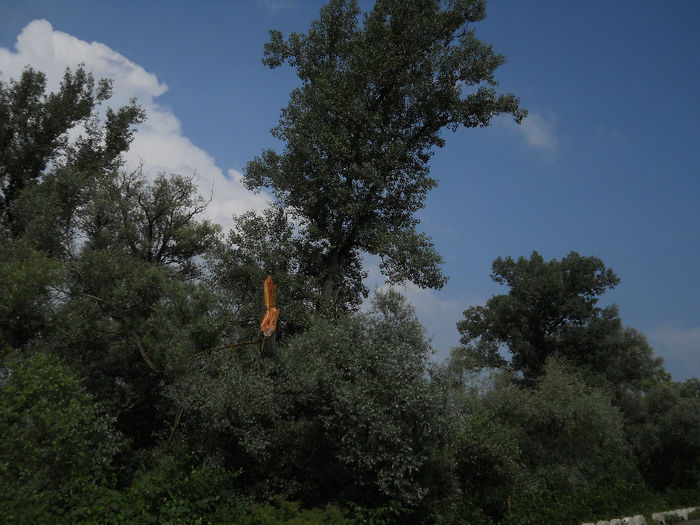 055 - zi de vara la tzara