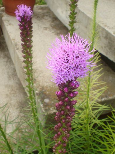 liatris