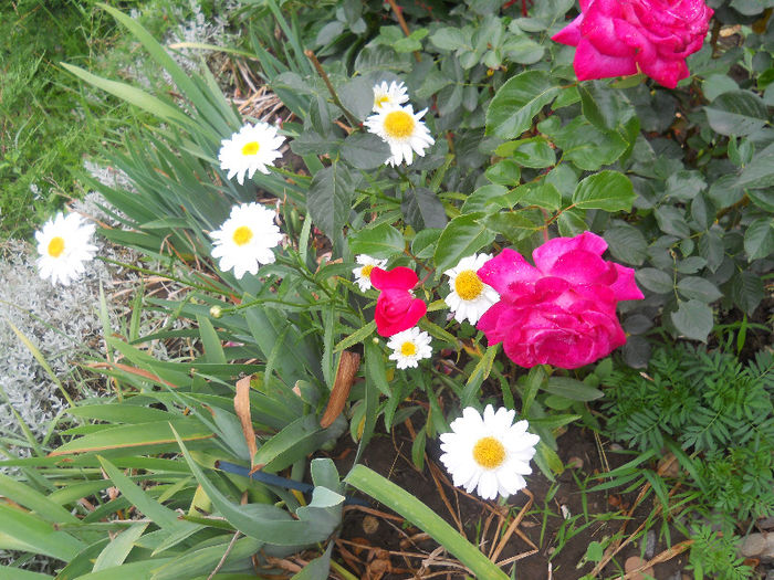 023 - gradina in 2013