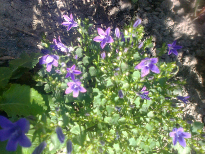 campanula