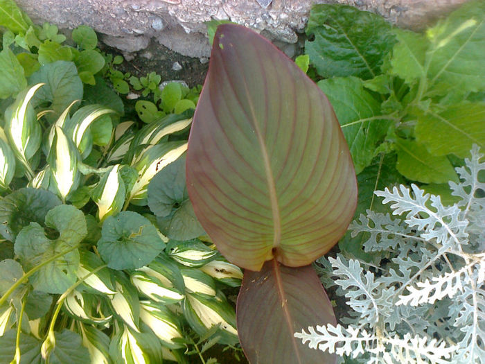 cana si hosta
