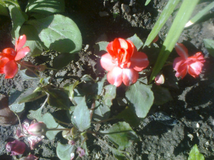 impatiens portocaliu cu alb