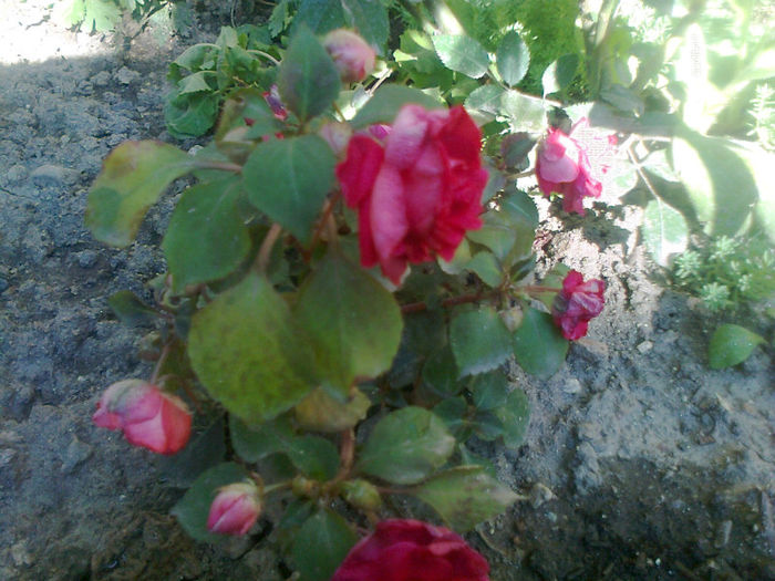 impatiens rosu cu alb