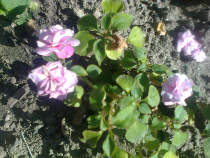impatiens mov pal