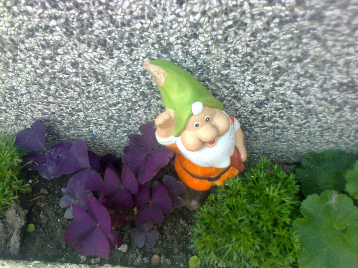 pitic si oxalis