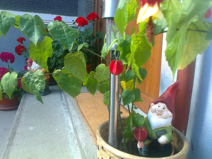 abutilon
