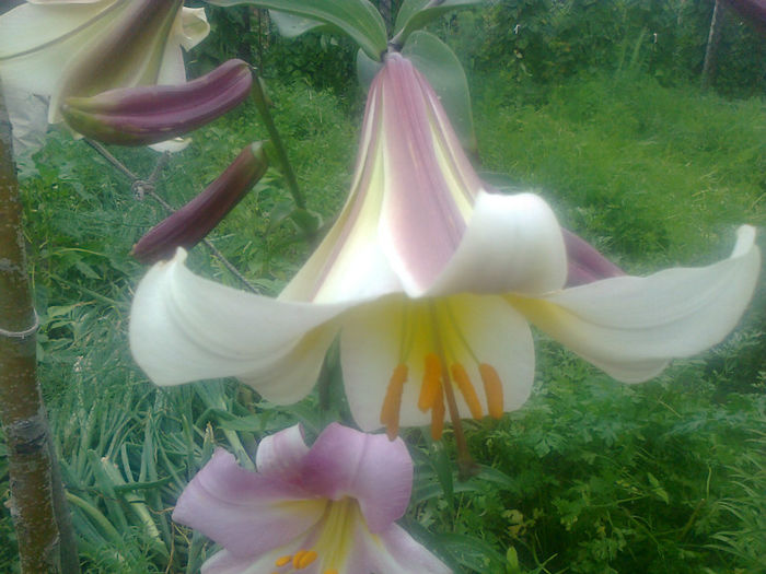 crini imperial