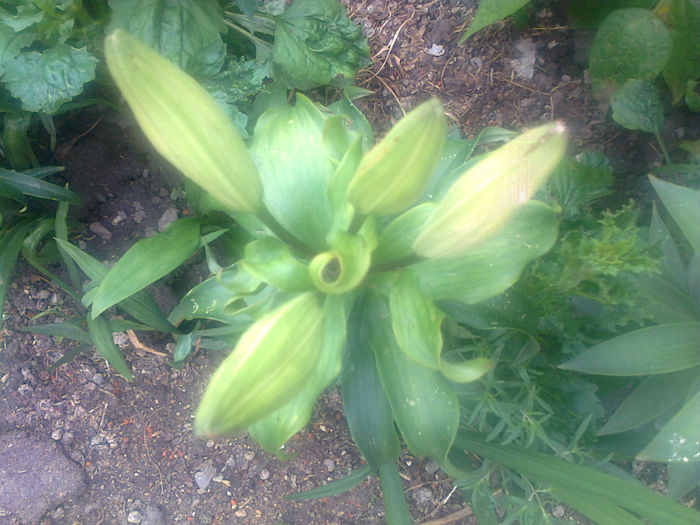boboci de crin