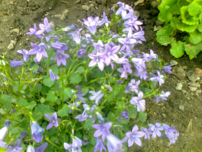 campanula