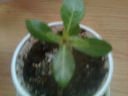 adenium