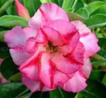 adenium - ADENIUM evolutie