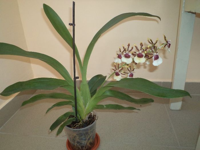 Oncidium - Orhidee