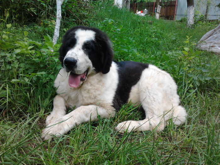 2013-06-27 17.51.33 - Molda
