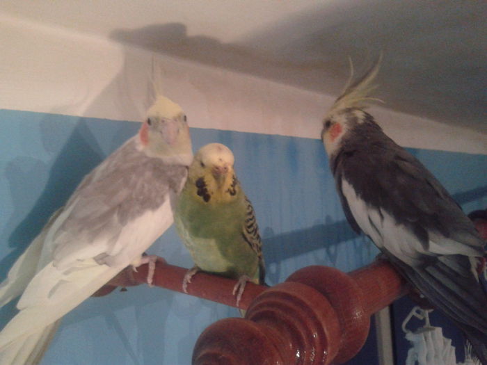 cum au devenit prieteni - pasarile mele