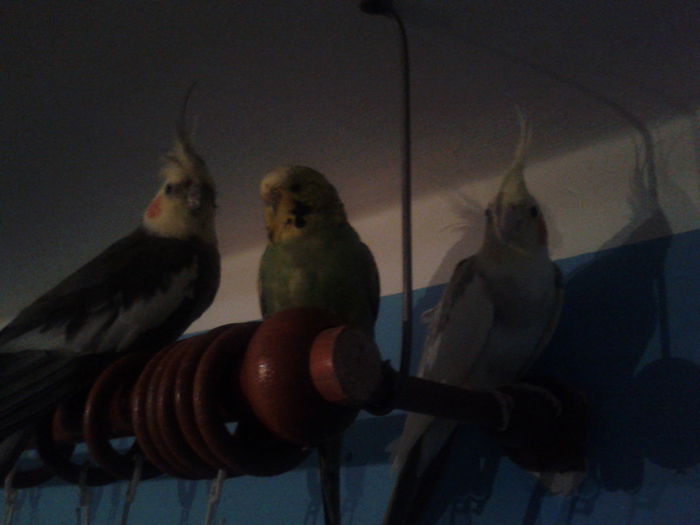 de la prima intalnire - pasarile mele