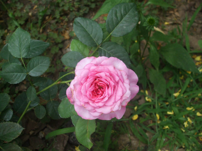 Florajet - vara 2013