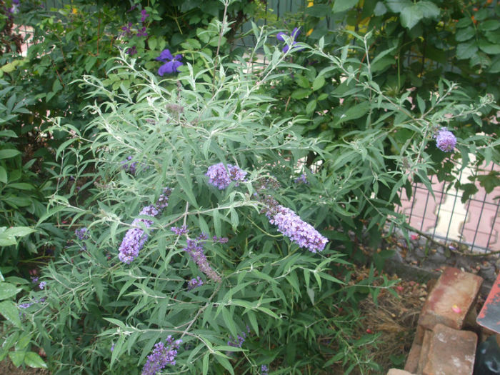 DSCF1974 - vara 2013