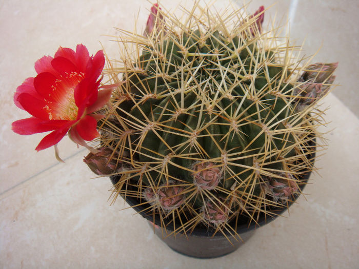 DSC06746 - Cactusi 2013