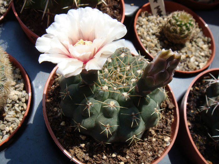 DSC06741 - Cactusi 2013