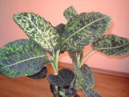 dieffenbachia reflector