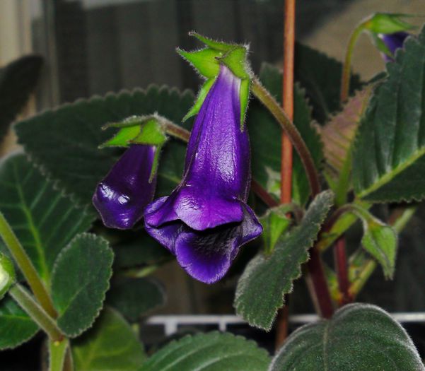 Slipper - Gloxinii