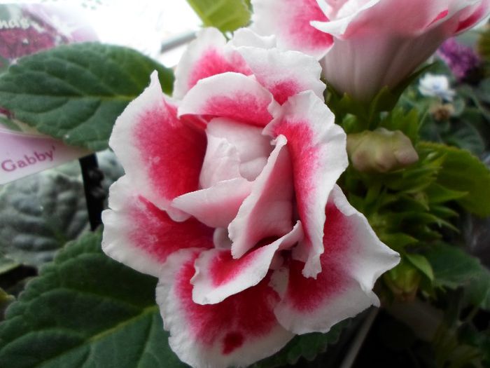 SAM_2058 - Gloxinia Scarlet-pierdut